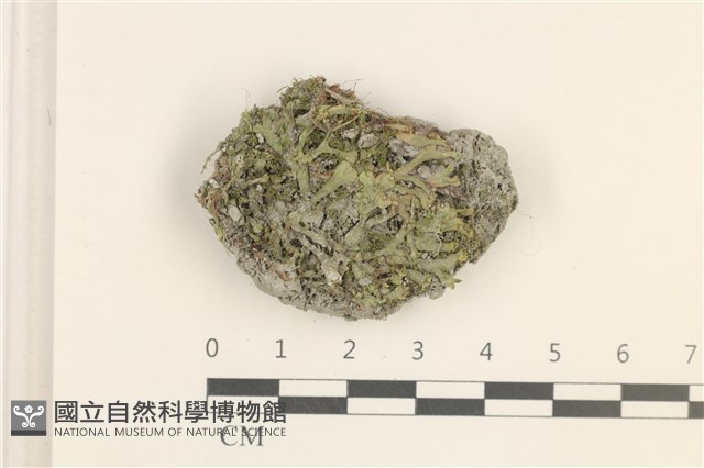 登錄號:B00006308藏品圖，第1張