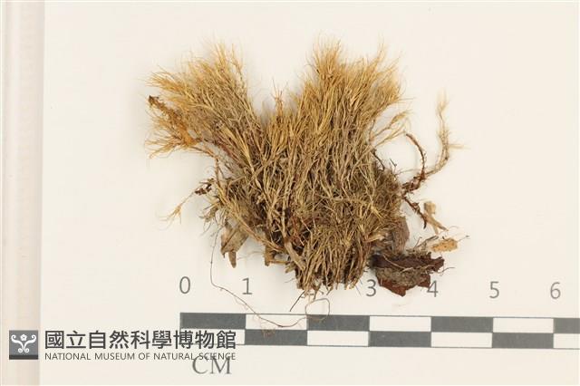 登錄號:B00001308藏品圖，第1張