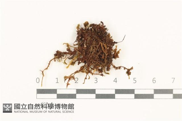 那霸短月蘚藏品圖，第1張