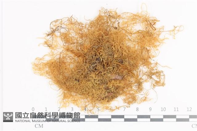 登錄號:B00004708藏品圖，第1張