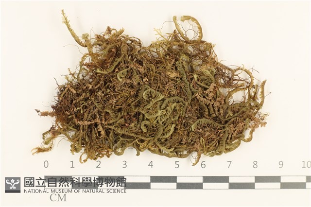 登錄號:B00005708藏品圖，第1張