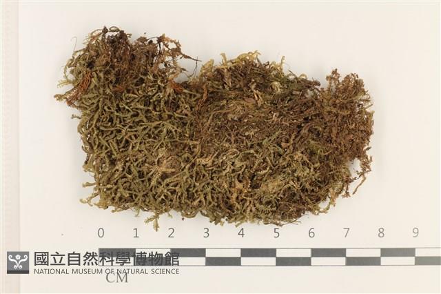 登錄號:B00000708藏品圖，第1張