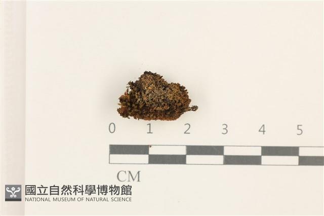 登錄號:B00012688藏品圖，第1張