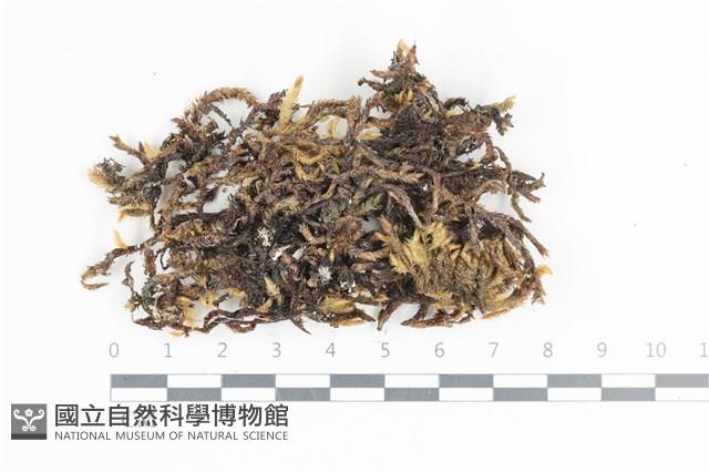 登錄號:B00004688藏品圖，第1張