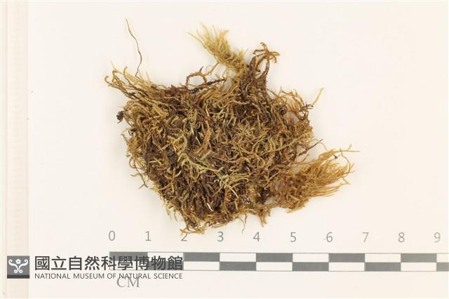 赤莖小錦蘚藏品圖，第1張