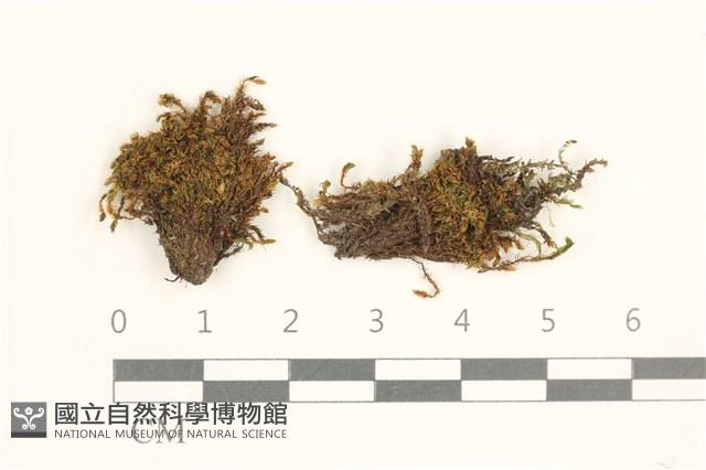 登錄號:B00020688藏品圖，第1張