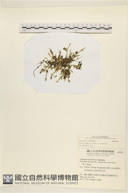 登錄號:A00002288藏品圖，第1張