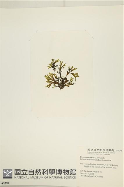 網目藻藏品圖，第3張
