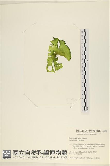 石蓴藏品圖，第3張