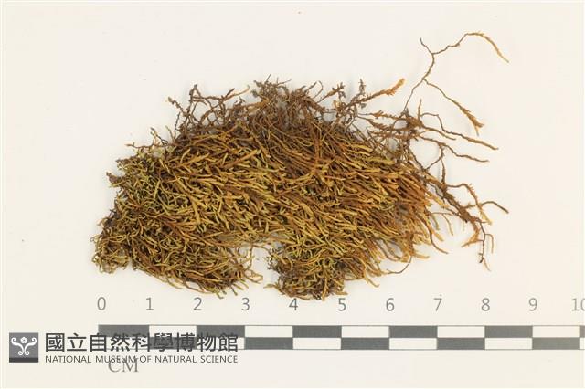 小牛舌蘚藏品圖，第1張