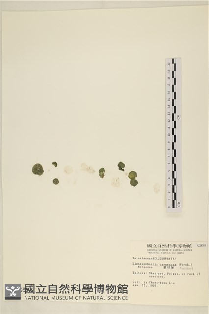 網球藻藏品圖，第1張