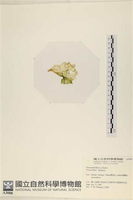 石蓴藏品圖，第3張