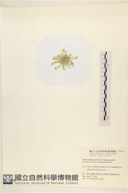 曲玉藻, 香蕉菜, 玉茄藻藏品圖，第3張