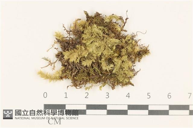 威氏青蘚藏品圖，第1張