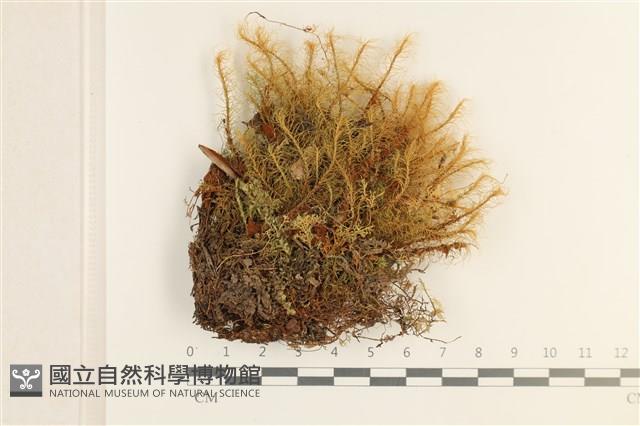 登錄號:B00008188藏品圖，第1張