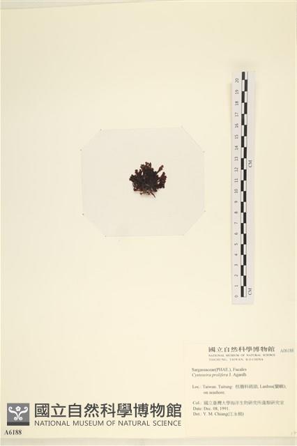 登錄號:A00006188藏品圖，第3張