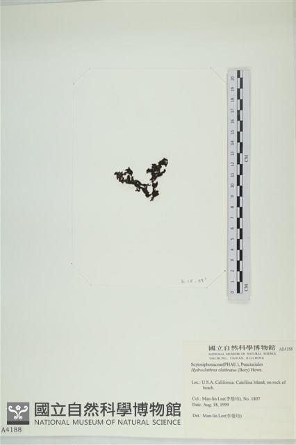 網胰藻藏品圖，第3張