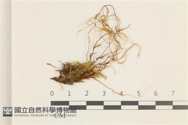多疣懸蘚藏品圖，第1張