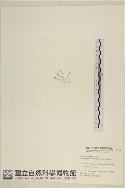 腸滸苔, 河石髮藏品圖，第3張