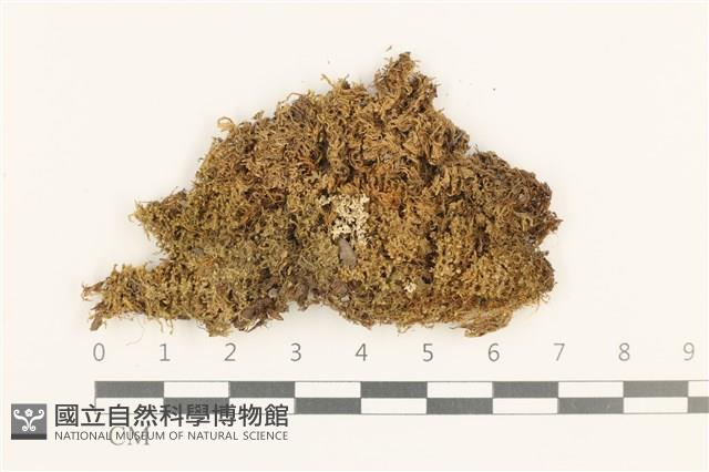 登錄號:B00019588藏品圖，第1張