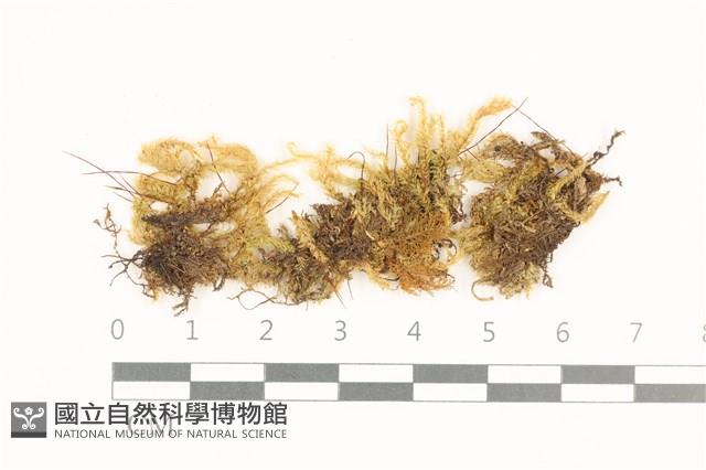 登錄號:B00009588藏品圖，第1張