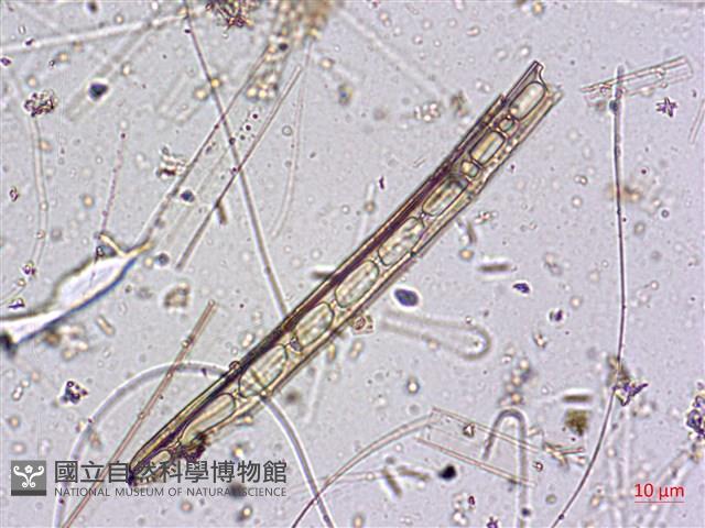 登錄號:A00004588藏品圖，第4張