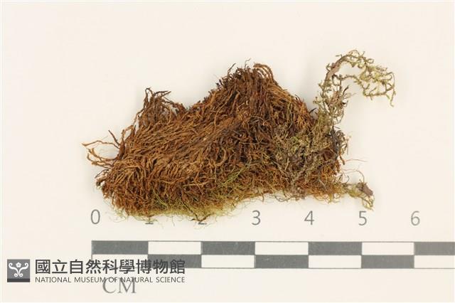 登錄號:B00015588藏品圖，第1張