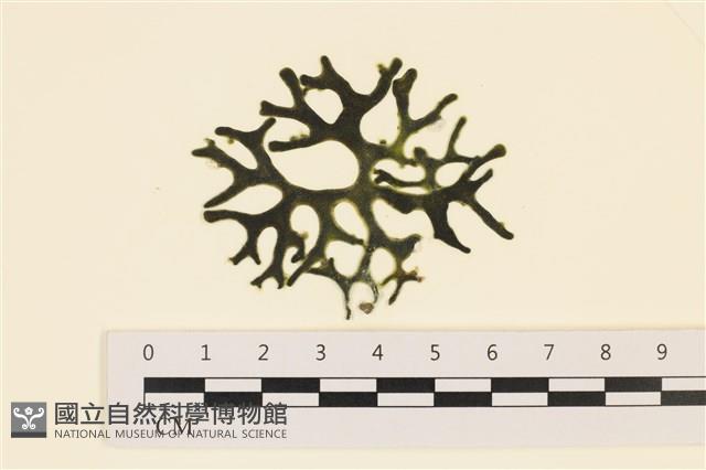 登錄號:A00005588藏品圖，第1張