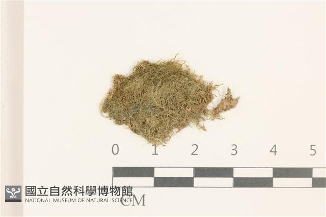 刺葉護蒴苔藏品圖，第1張