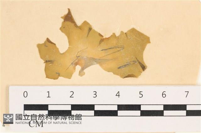 大石蓴, 石蓴藏品圖，第1張