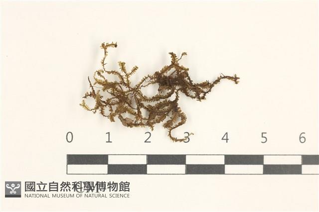 登錄號:B00019488藏品圖，第1張