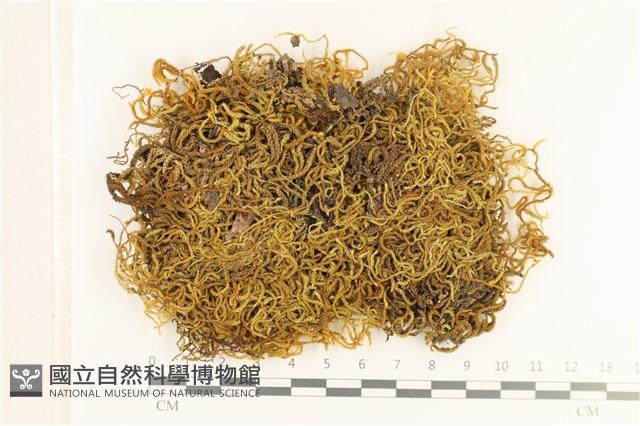 登錄號:B00005488藏品圖，第1張