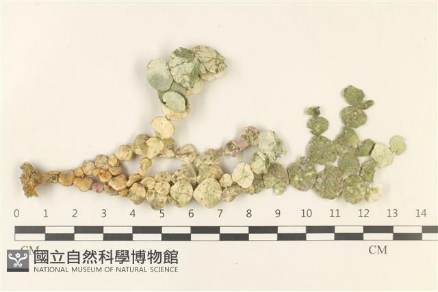 登錄號:A00001488藏品圖，第1張