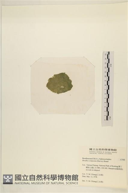 布氏藻藏品圖，第3張