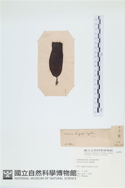 登錄號:A00003988藏品圖，第3張