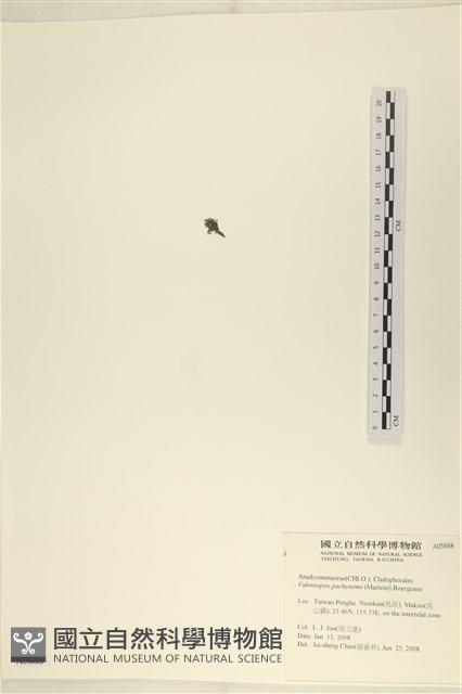 指枝藻藏品圖，第3張