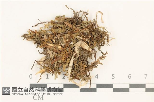 毛擬叉苔藏品圖，第1張