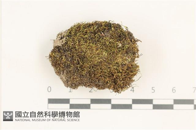 東亞昂氏蘚,東方昂氏蘚藏品圖，第1張