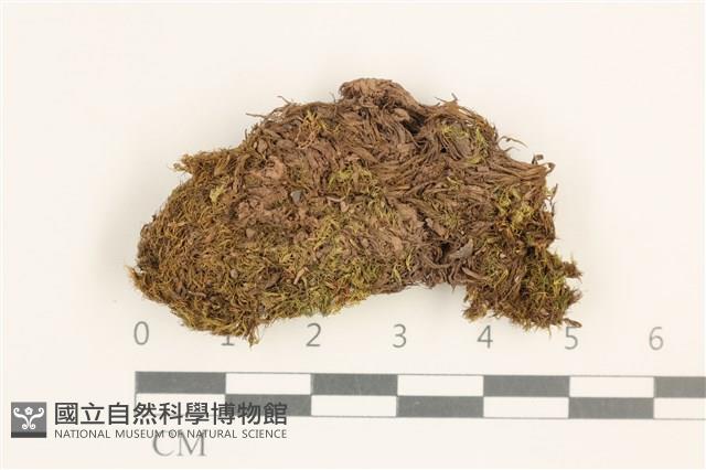 高山曲柄蘚藏品圖，第1張