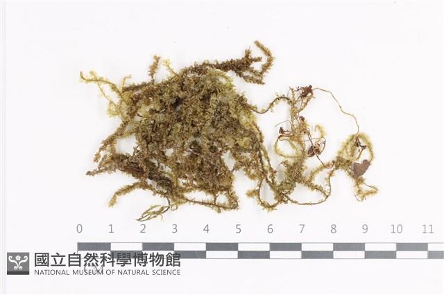 登錄號:B00011388藏品圖，第1張