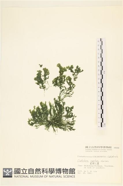黑剛毛藻藏品圖，第1張