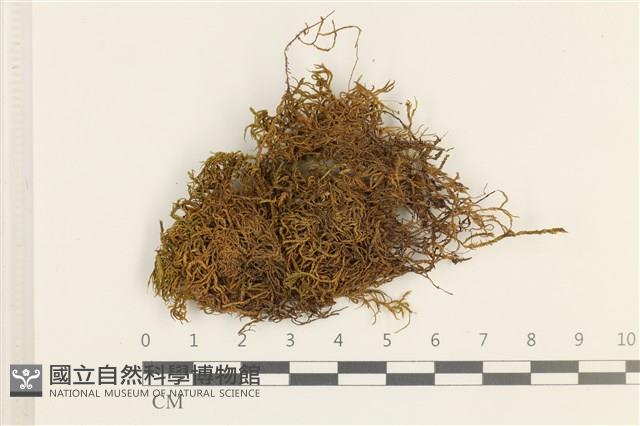 登錄號:B00013388藏品圖，第1張