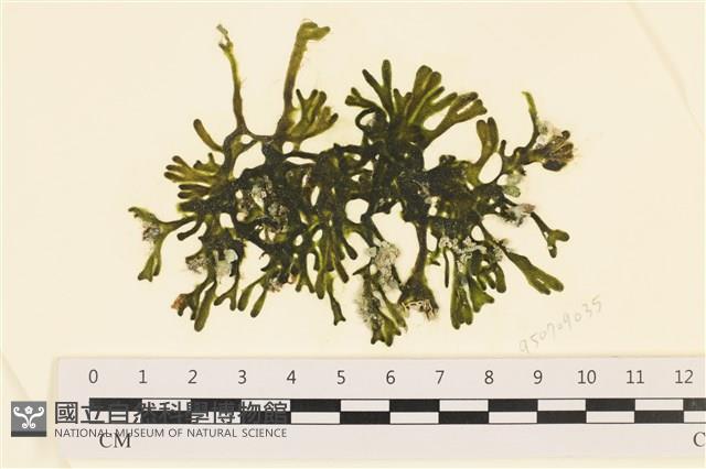 登錄號:A00005788藏品圖，第1張