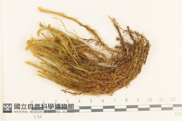 大熱澤蘚藏品圖，第1張