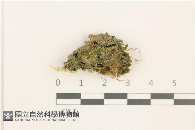 扭口蘚藏品圖，第1張