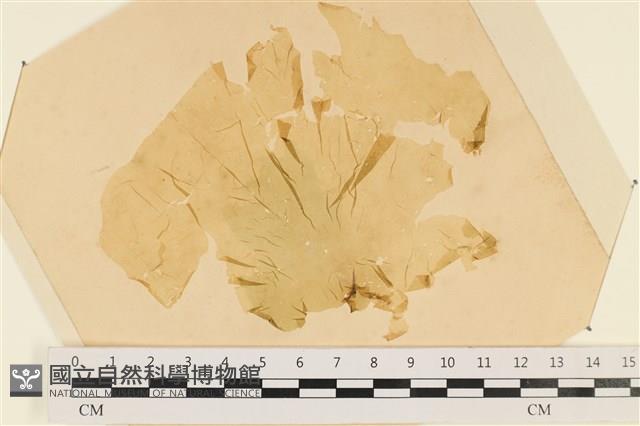 登錄號:A00003788藏品圖，第1張