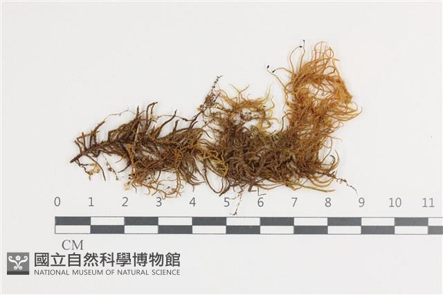 登錄號:B00018639藏品圖，第1張