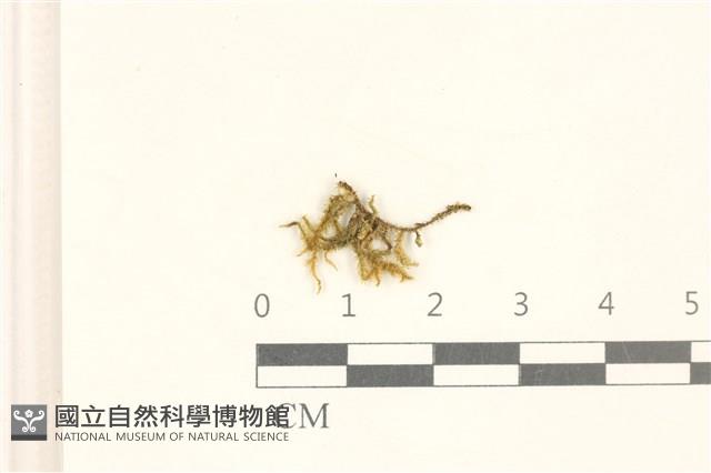 細葉櫛葉蘚, 毛葉梳蘚藏品圖，第1張