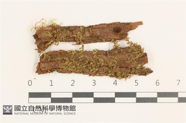 登錄號:B00019639藏品圖，第1張