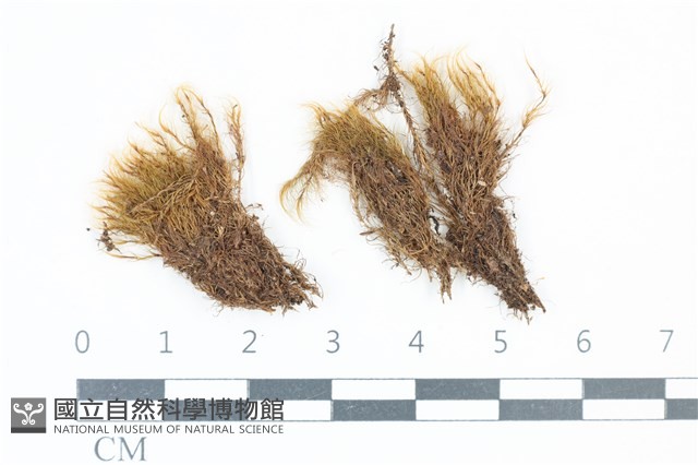 青毛苔藏品圖，第1張